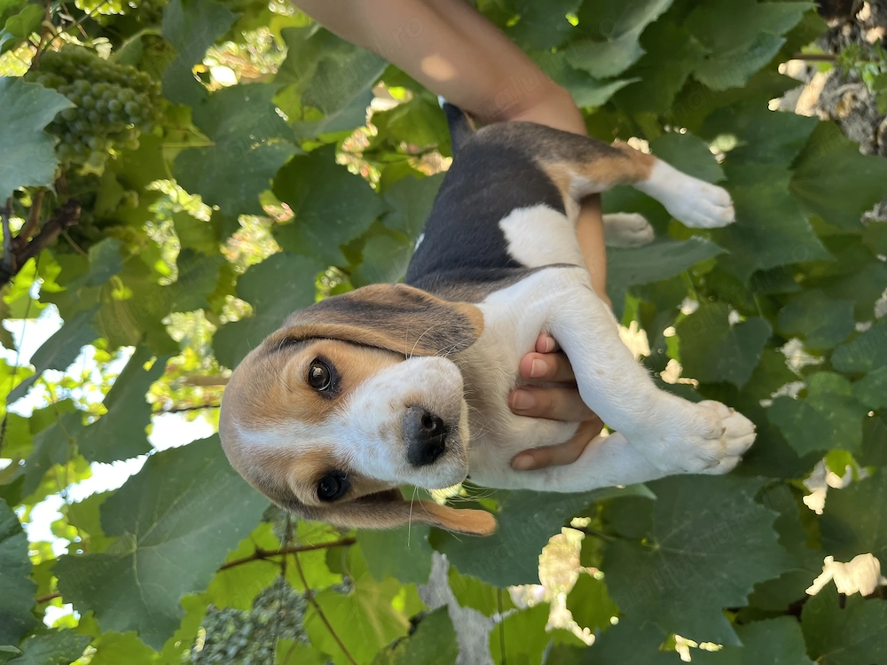 Pui Beagle 2 luni cu carnet de sanatate si deparazitati