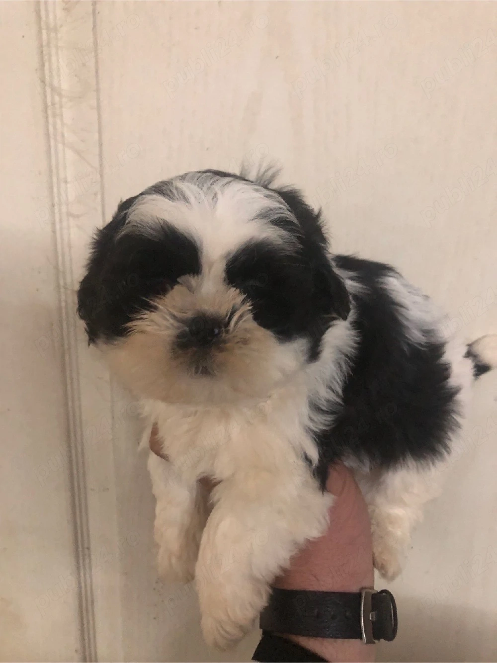 shihtzu mascul 2 luni si o saptamana