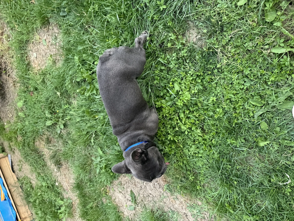 Bulldog francez de vânzare!