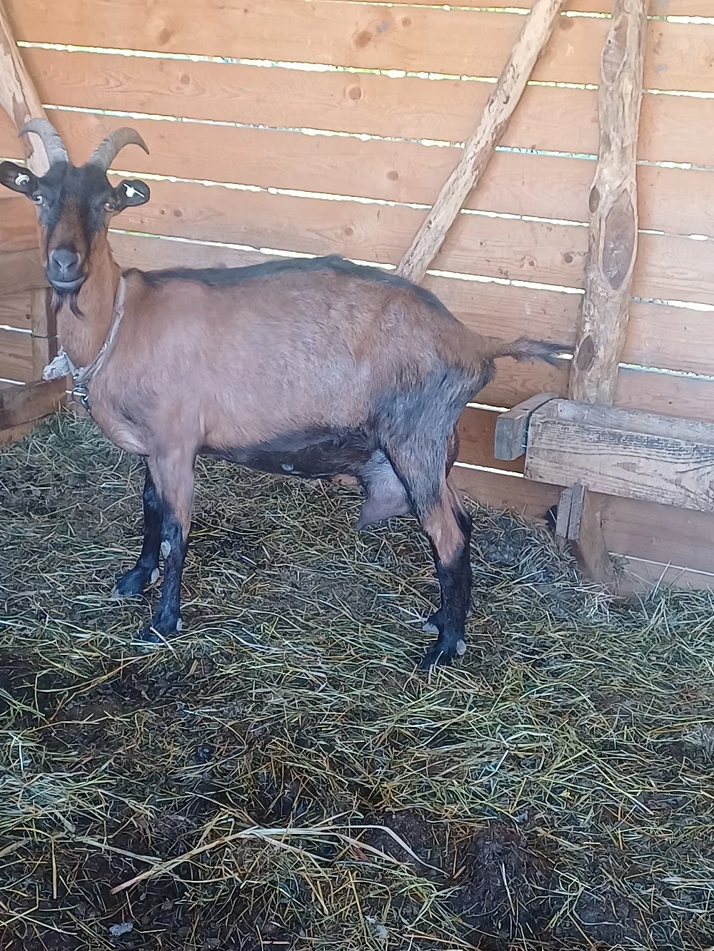 Disponibile 2 capre alpin francez !