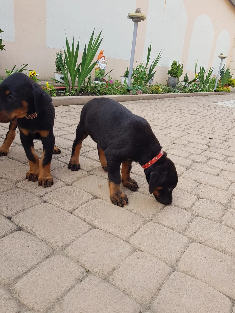 Puiuti dobermann