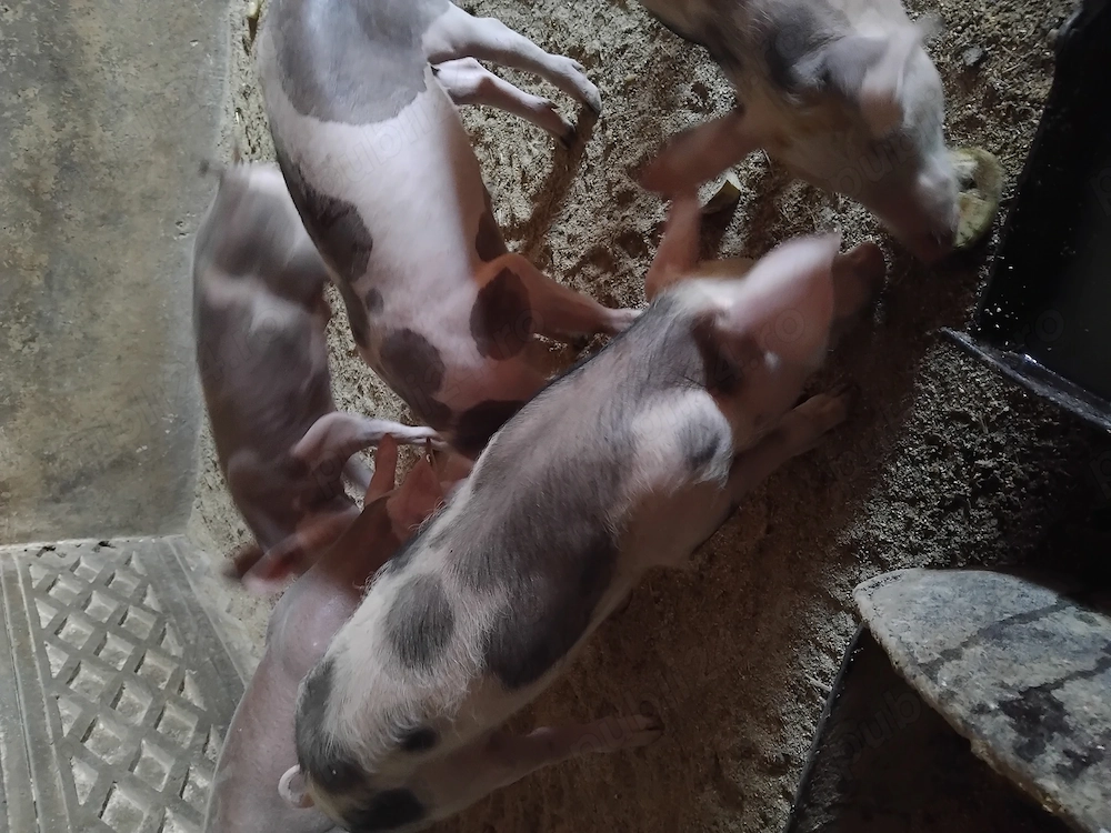 Purcei soldanei
