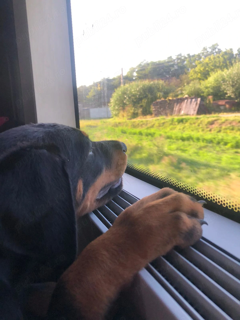 Puiuti dobermann