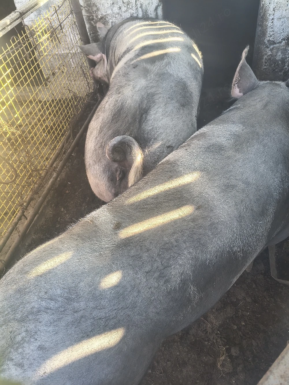 Vînd porci 300-350 kg
