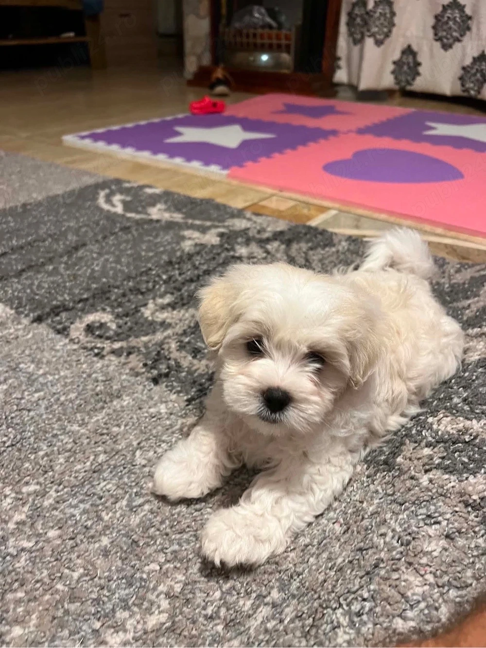 3 pui de catelusi bichon pur 7 saptamani 