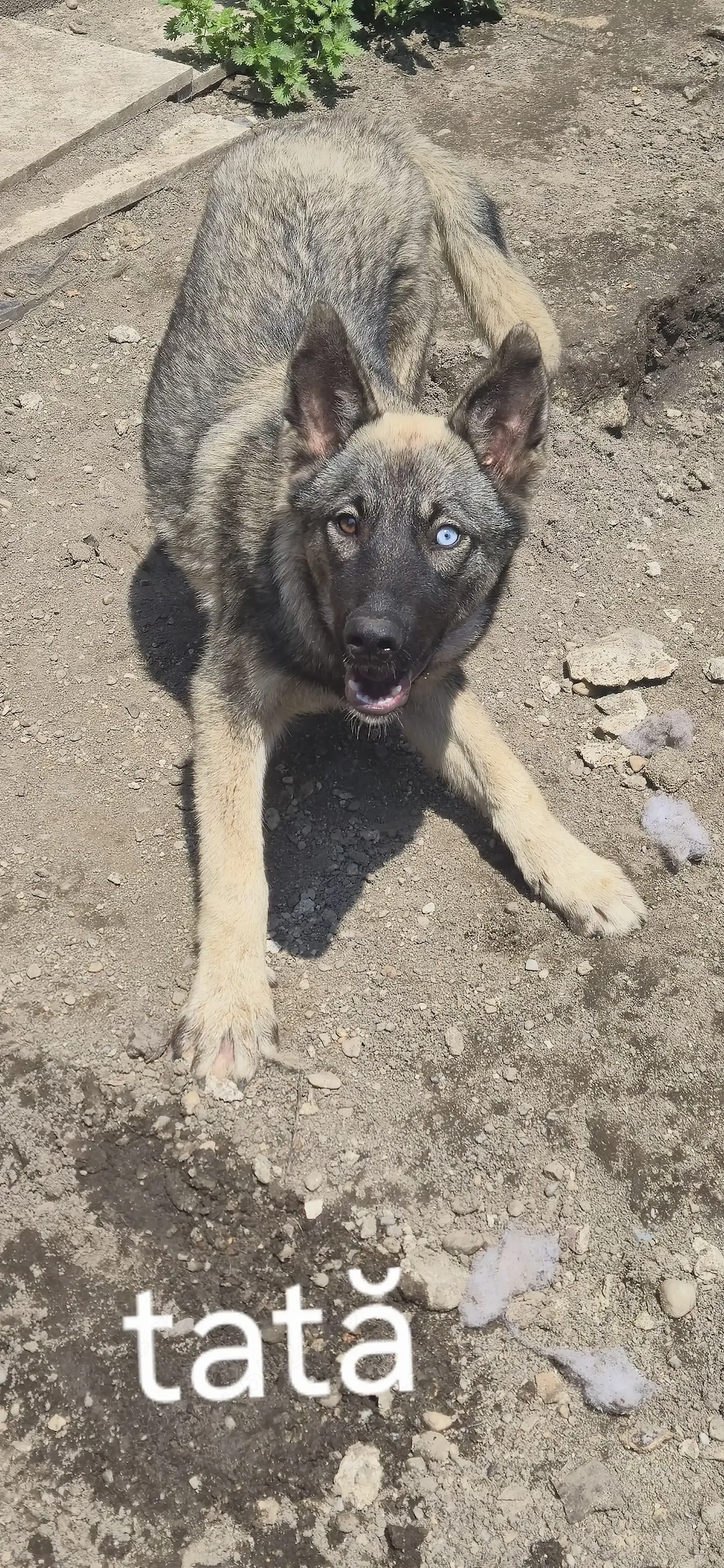Vand caine husky Siberian