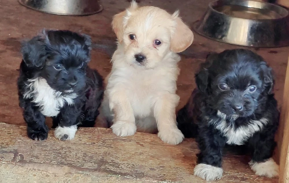 pui bichon in cautare de stapani
