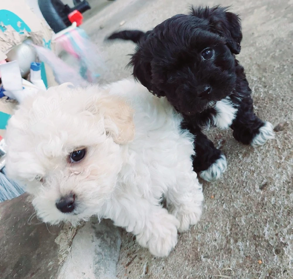 pui bichon