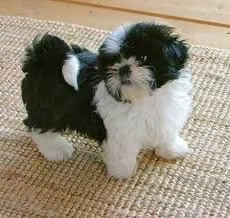 shihtzu bot turtit baietel