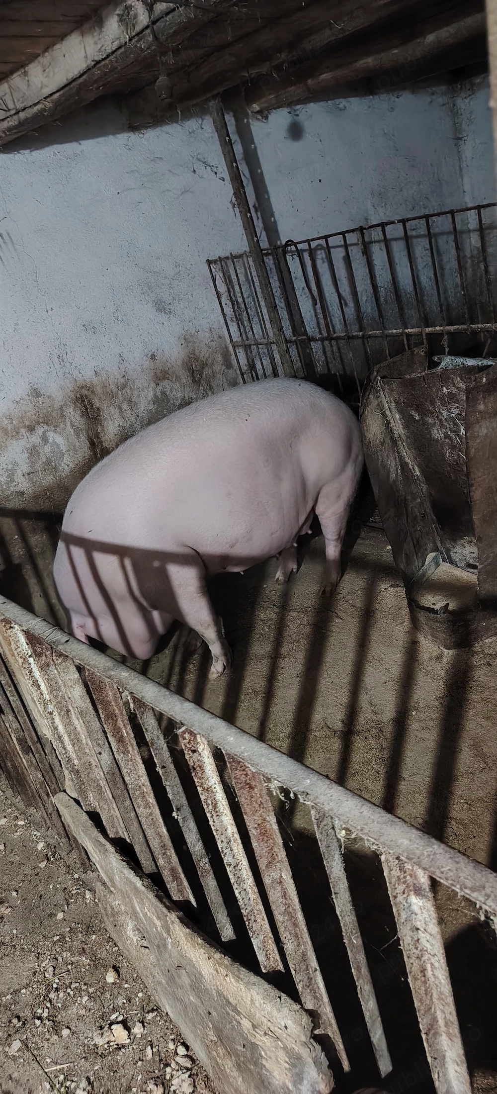 Porci de vânzare 