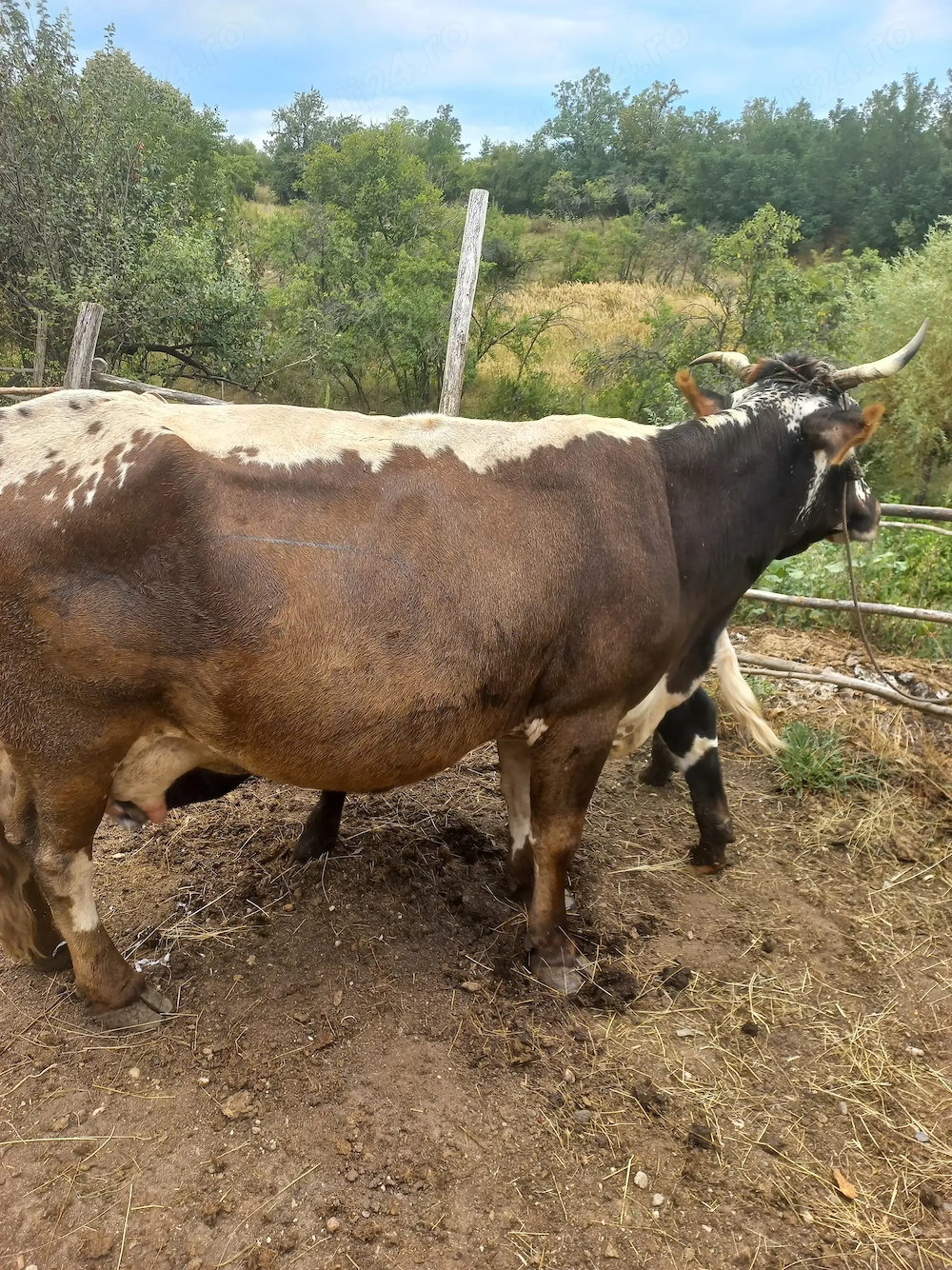Vand vaca cu vitel de 6 luni
