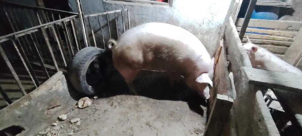 Porci crescuți natural