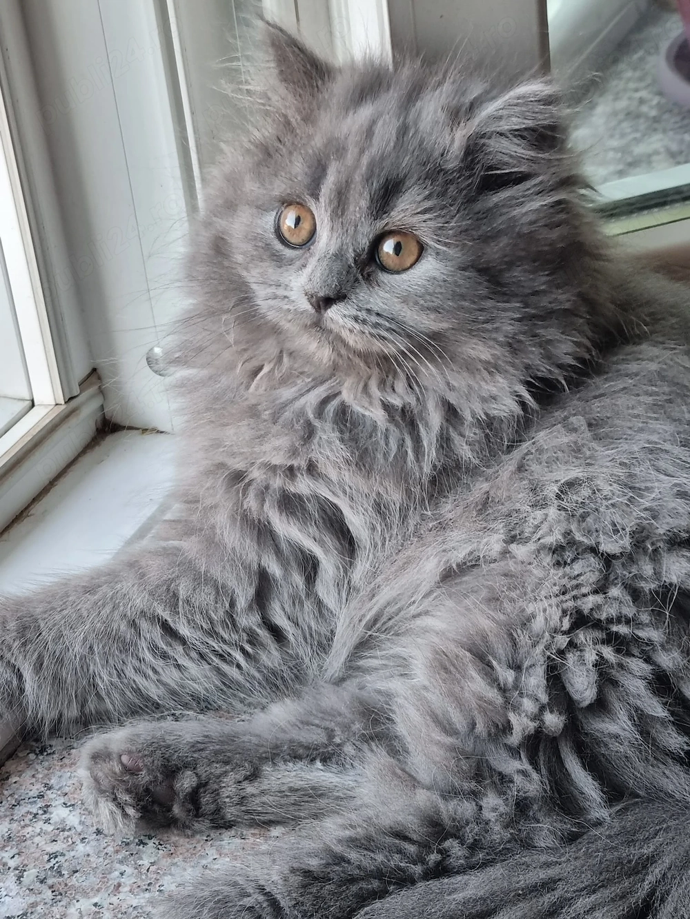 British longhair