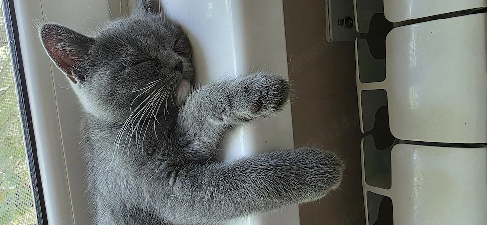 British shorthair