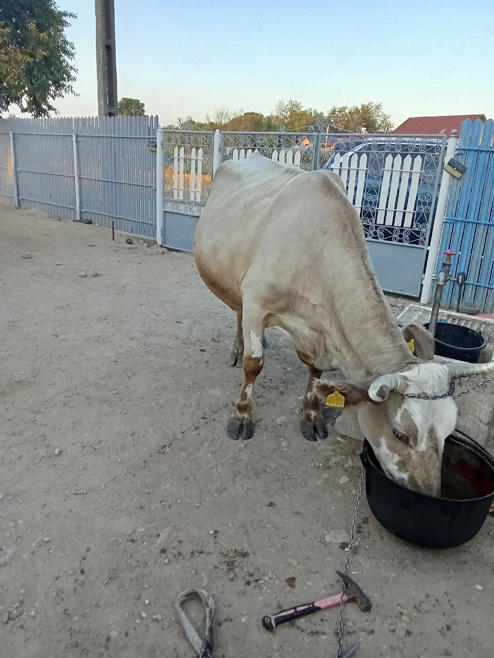 Vand vaca .