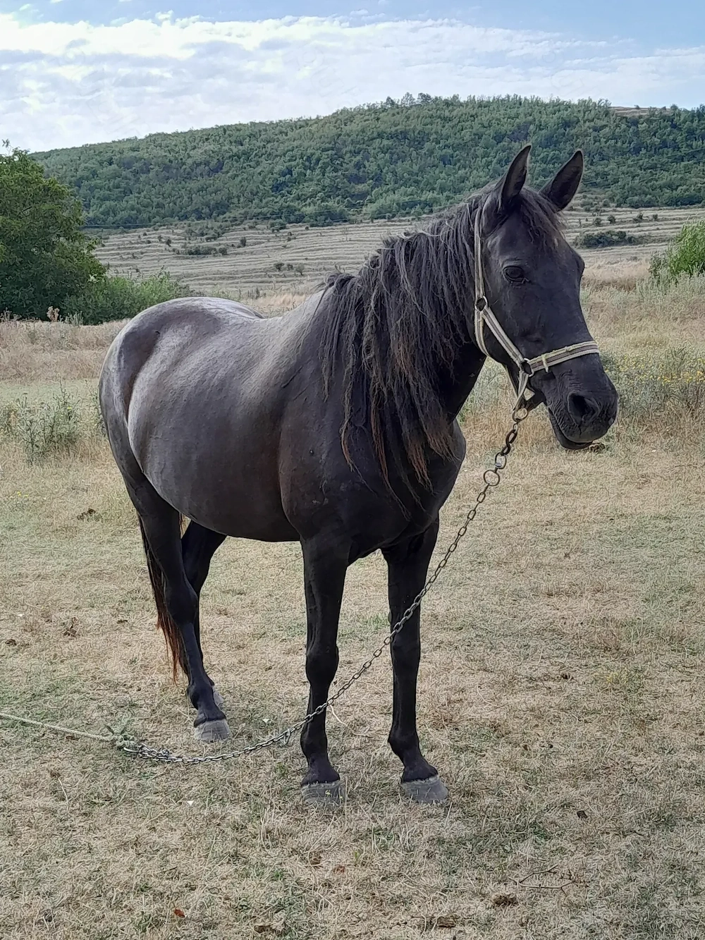 Vând Iapa neagra....