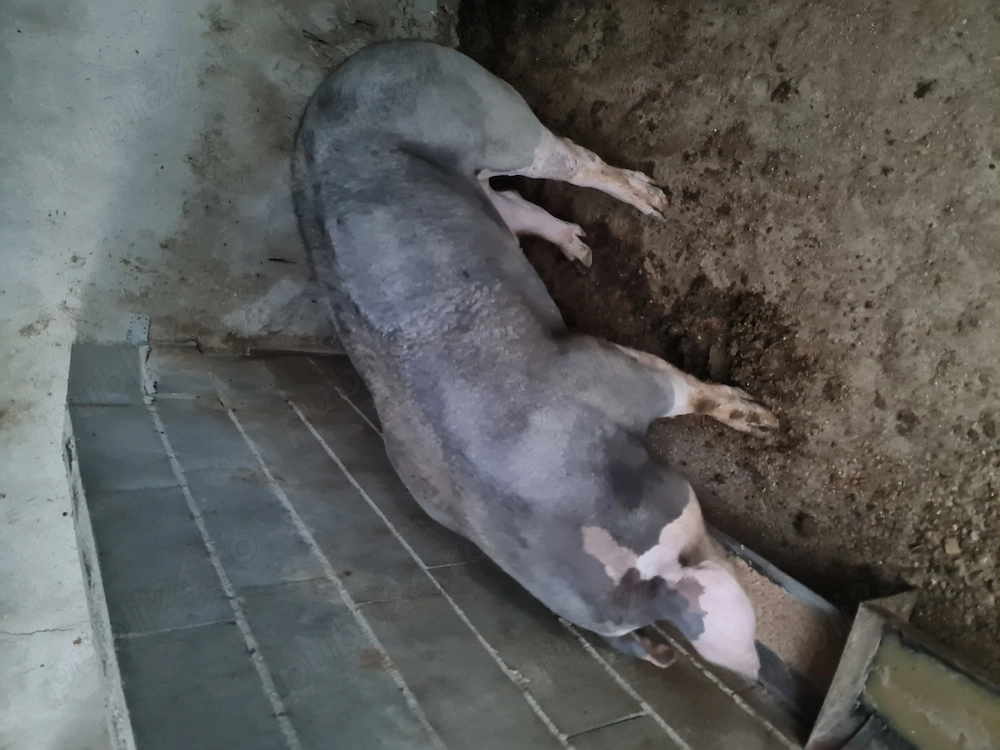 Vier landracd, vier pietrain , bazna , Mangalita 