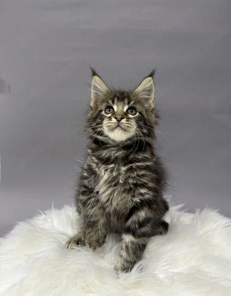 Maine coon băieței și fetițe 