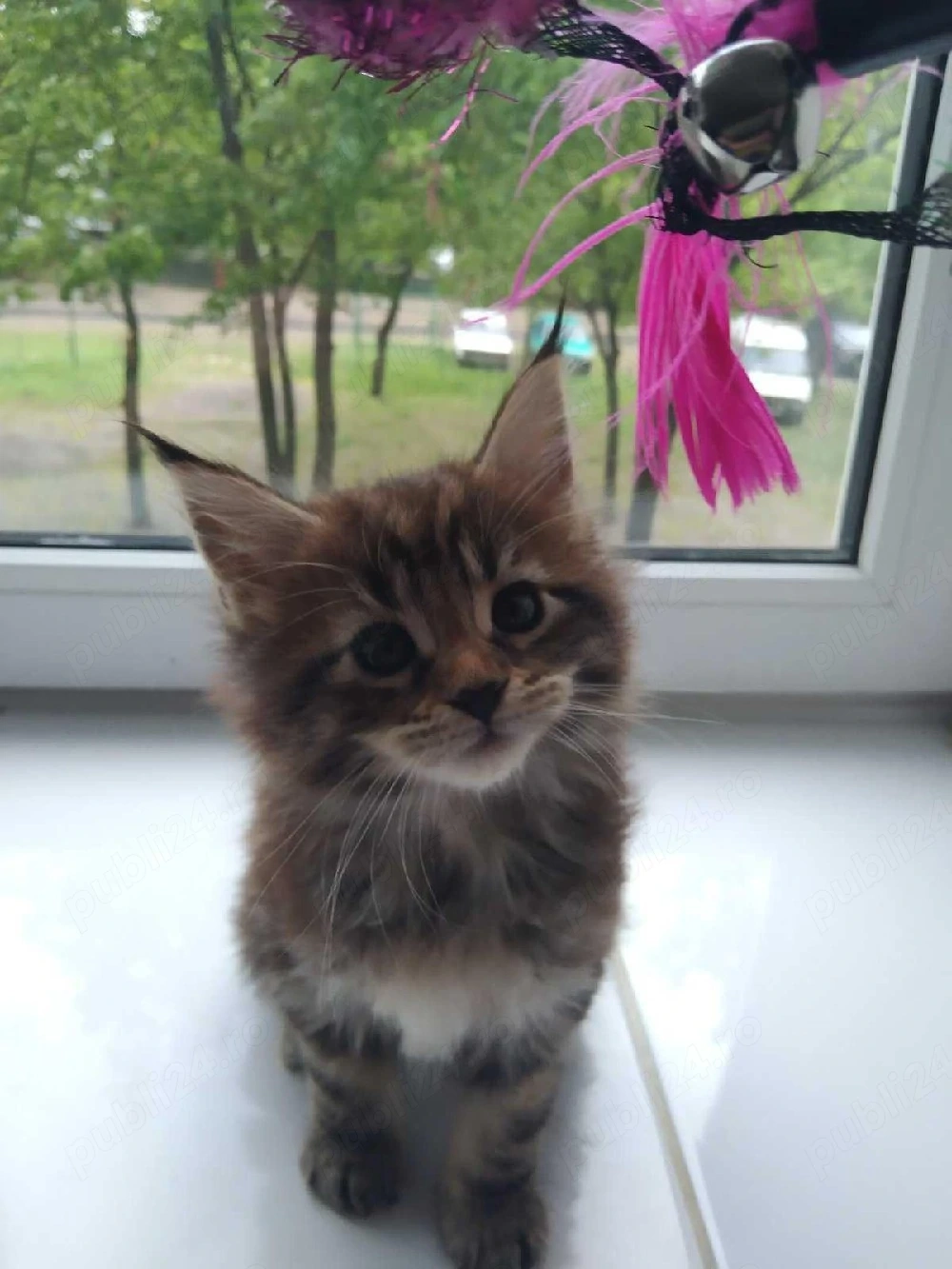 Maine coon pisoiași