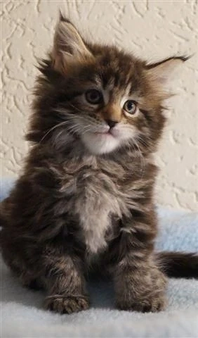 Maine coon puii