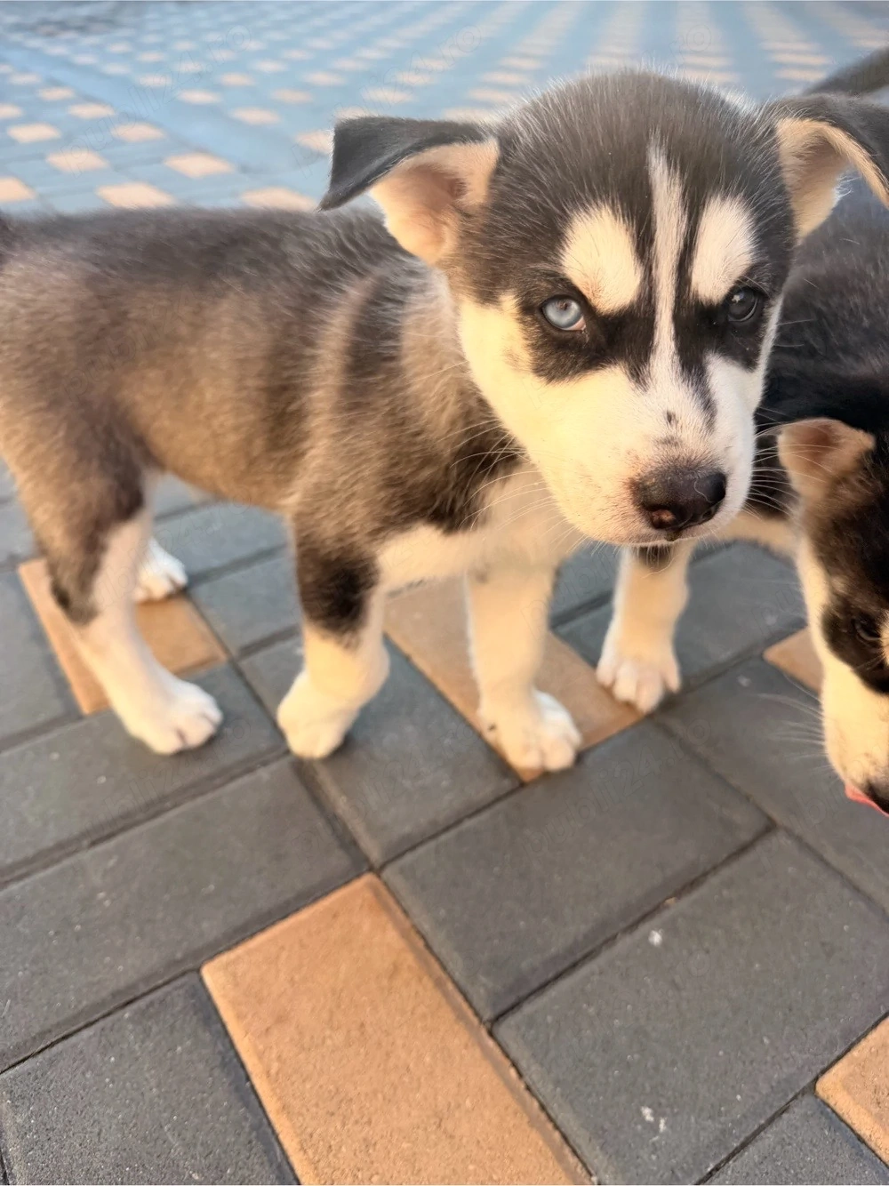 pui husky siberian baiat 6 saptamani 
