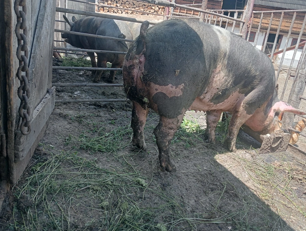 De vânzare porc sau scroafa 