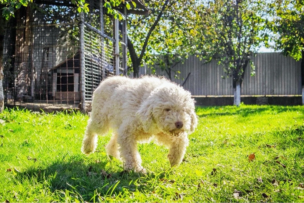 Vând femelă Lagotto Romagnolo