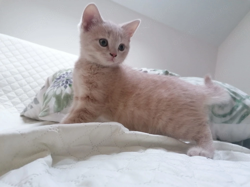 Pisic british shorthair băiețel crem