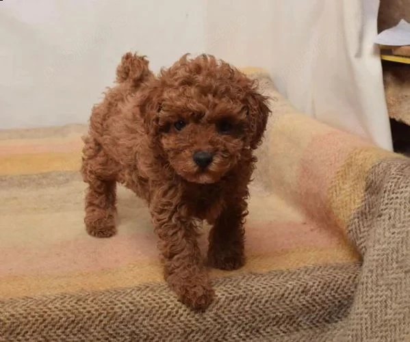 Pudel Poodle roșcat de excepție de vânzare 8 saptamani  Genotip și fenotip deosebit