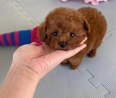 Pudel Poodle roșcat, apricot 2 luni de vânzare   Linie valoroasă, aspect deosebit