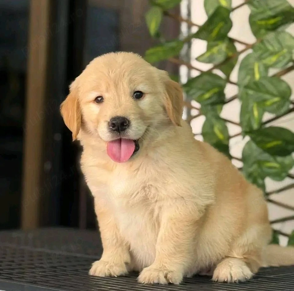 Golden Retriever femelă de vânzare   Pedigree FCI tip A, linie de campioni