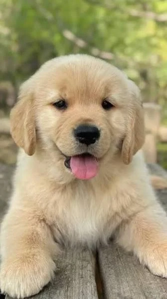Golden Retriever femelă de vânzare   Pedigree FCI și linie de campioni