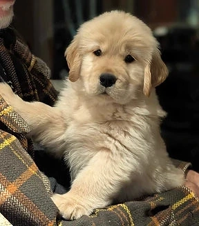 PEDIGREE FCI   Pui Golden Retriever de vânzare, origine deosebită