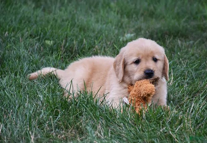 PEDIGREE FCI tip A   Golden Retriever femelă de vânzare, părinți campioni