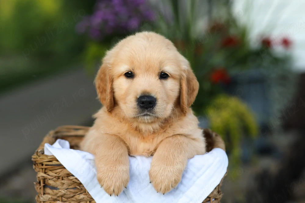 Golden Retriever femelă de vânzare cu PEDIGREE FCI   Origine deosebită