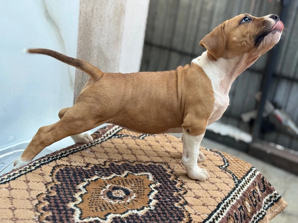 Pui amstaff rasa pura ! 