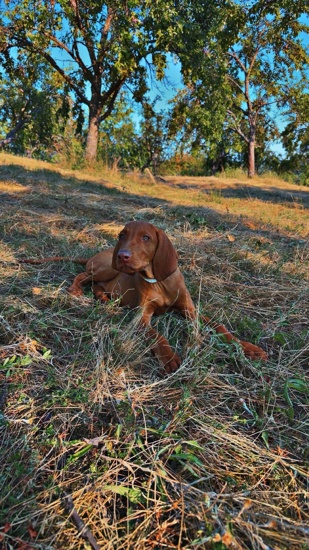 Vand pui Vizsla în vârstă de 3 luni 