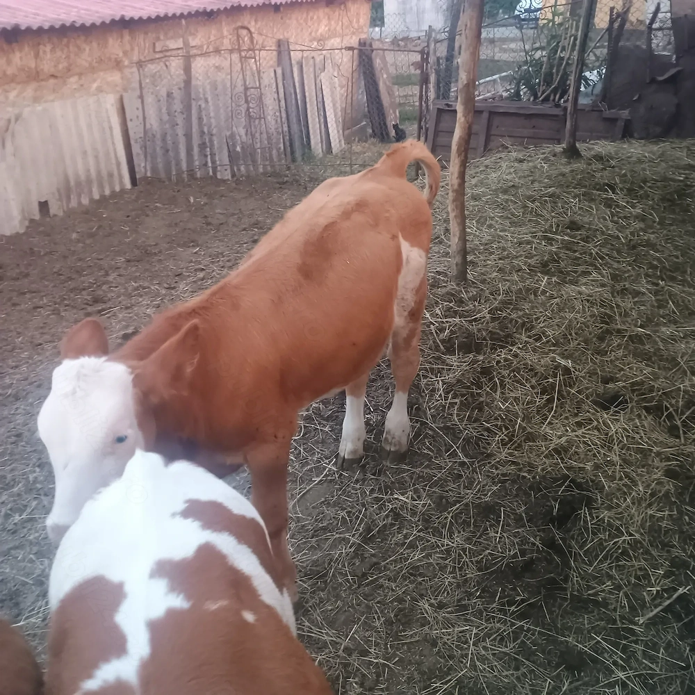 Tăuraș   de.    vânzare 