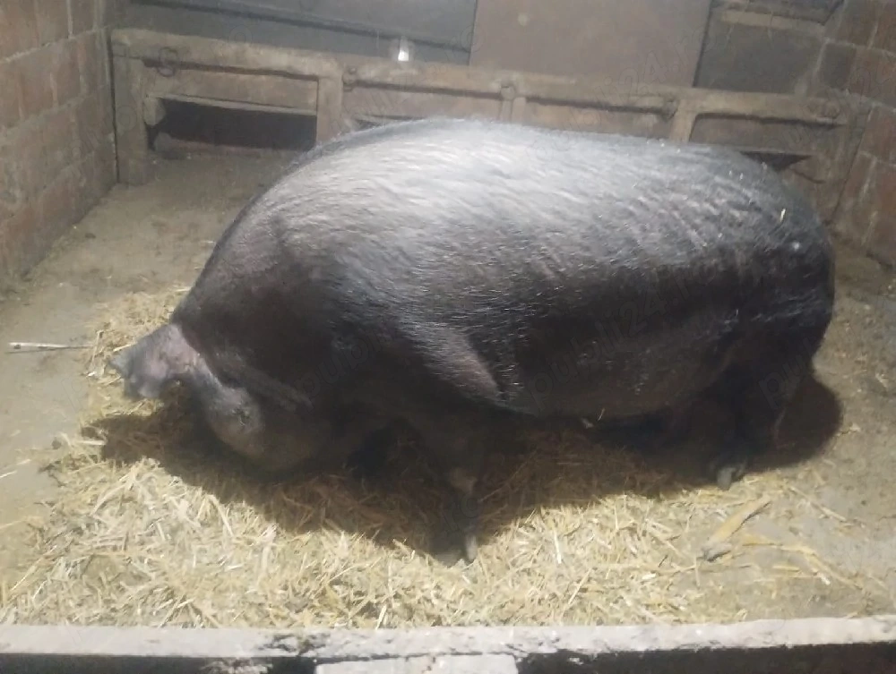 vand scroafa pentru sacrificat