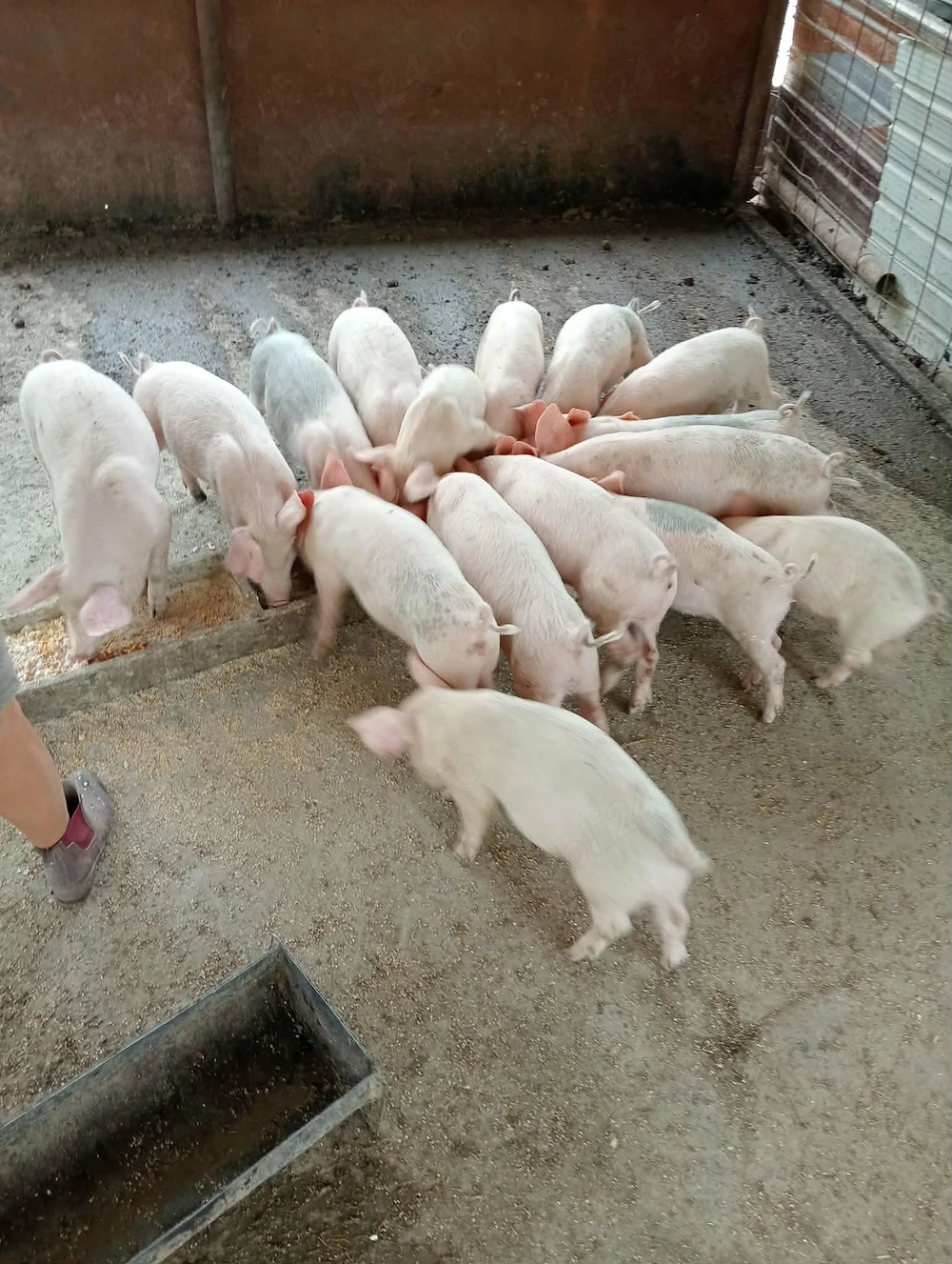 purcei de vânzare. Inf la nr  