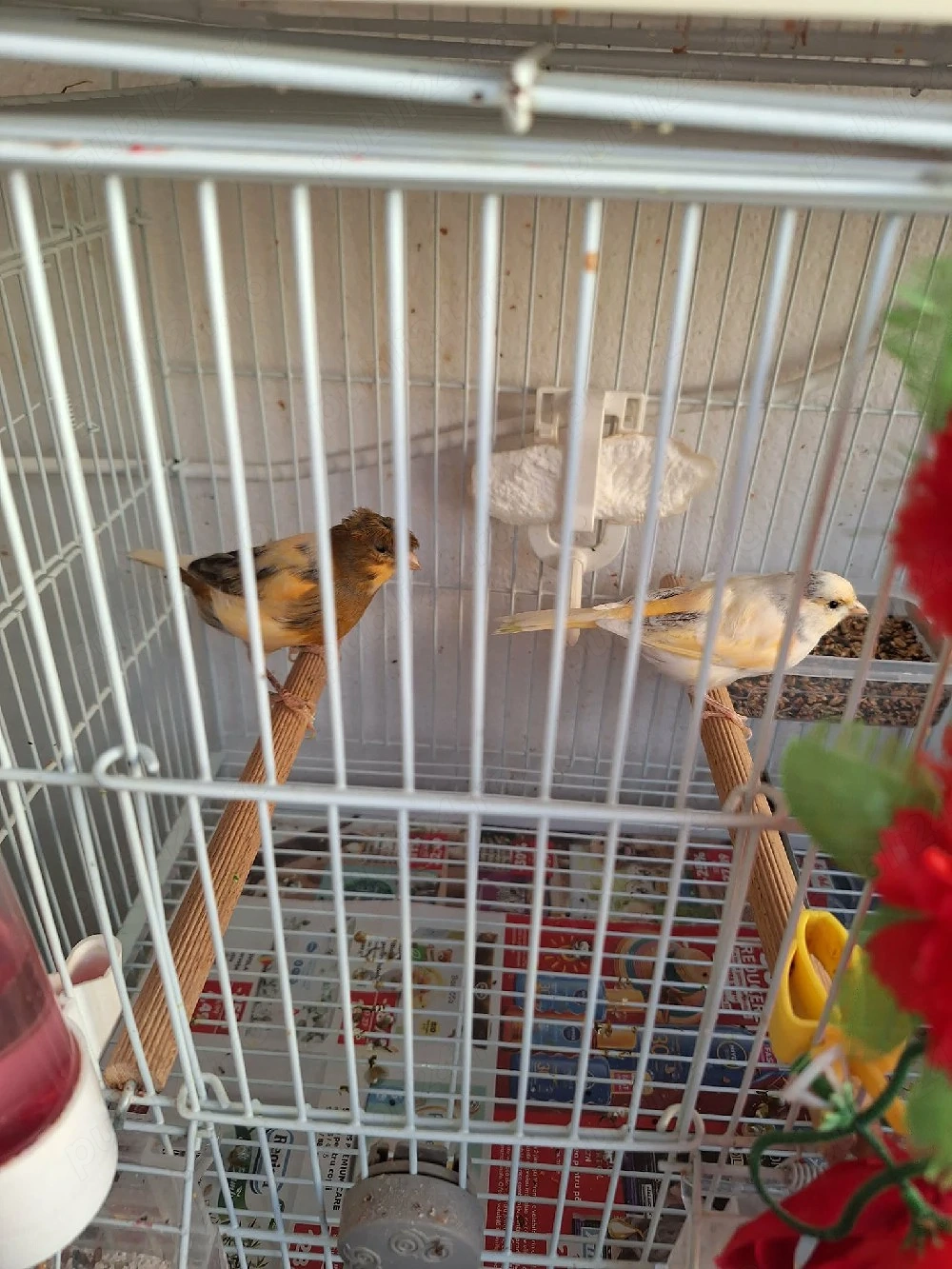 Canari maturi 