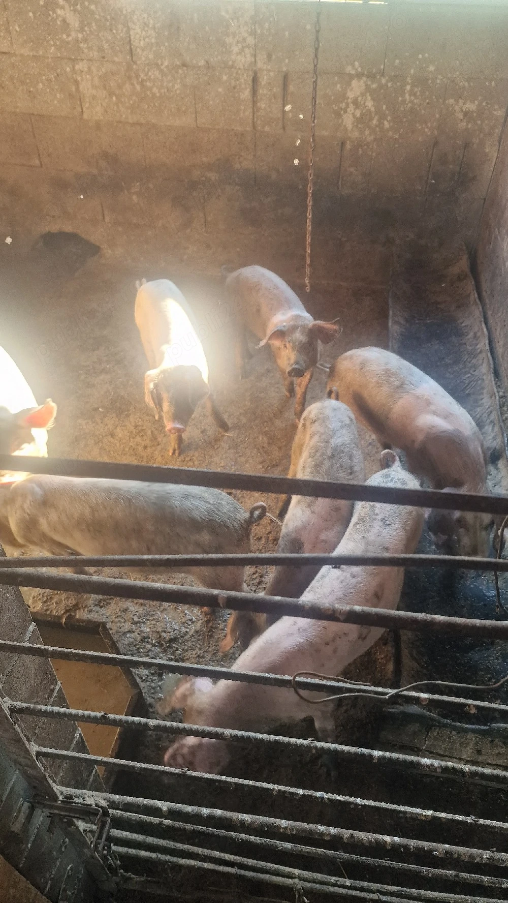 vand porci