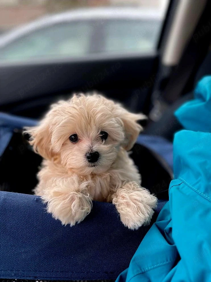 maltipoo fetita superba