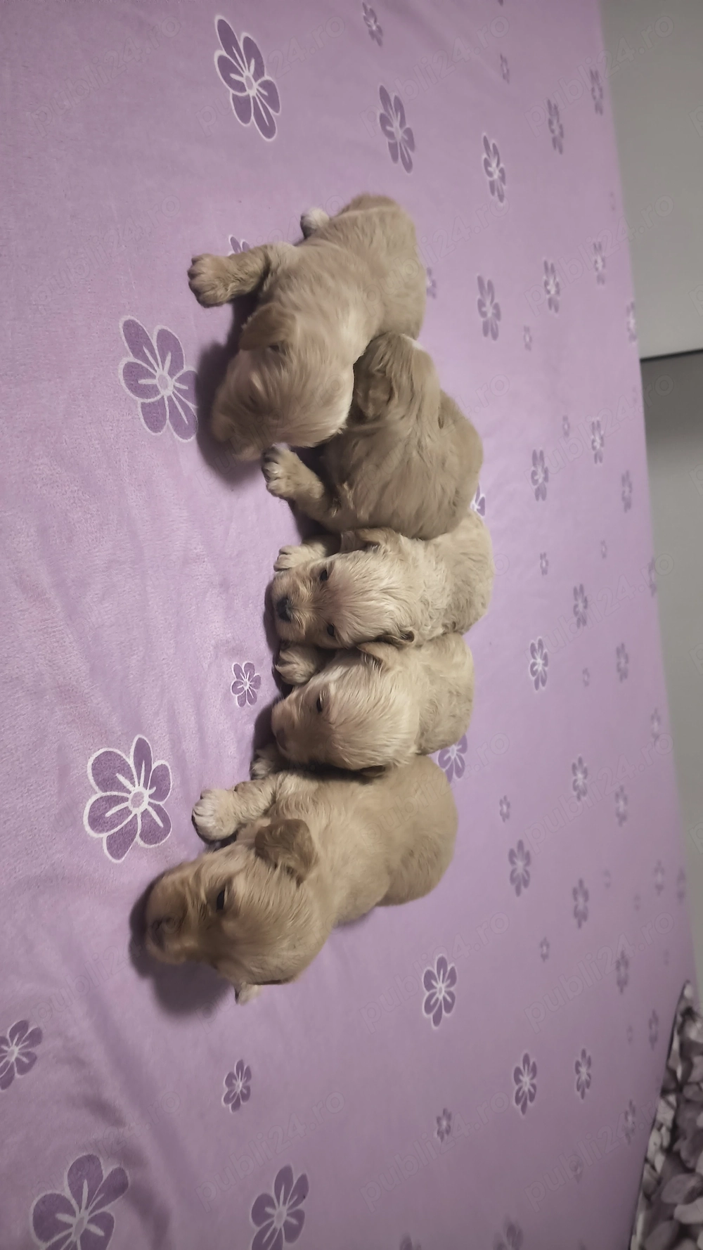  cățeluși Maltipoo 