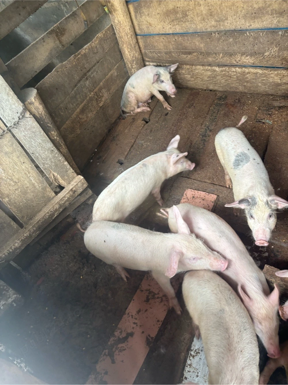 porci de vanzare