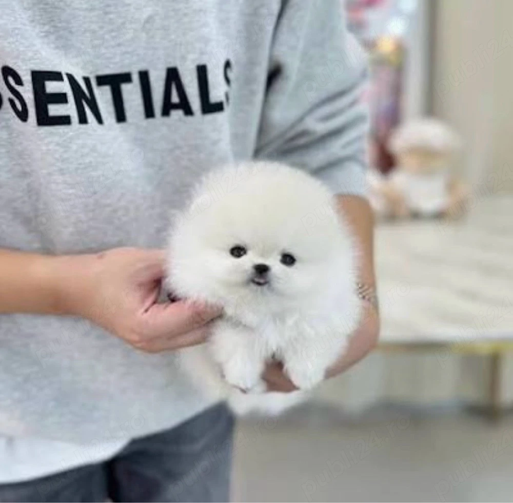 Pomeranian extra mic 