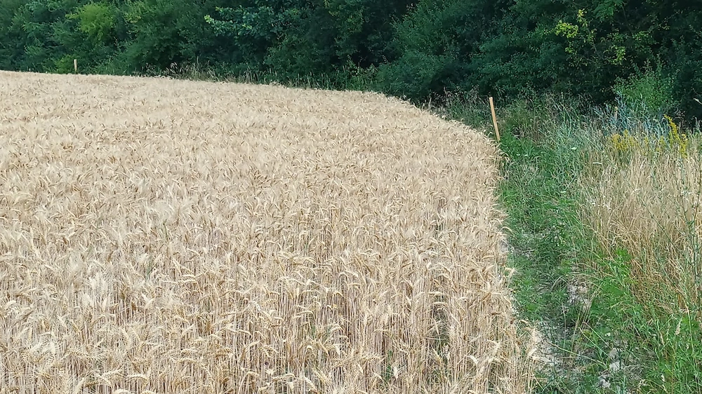 Vând Teren Agricol Valea Vinului