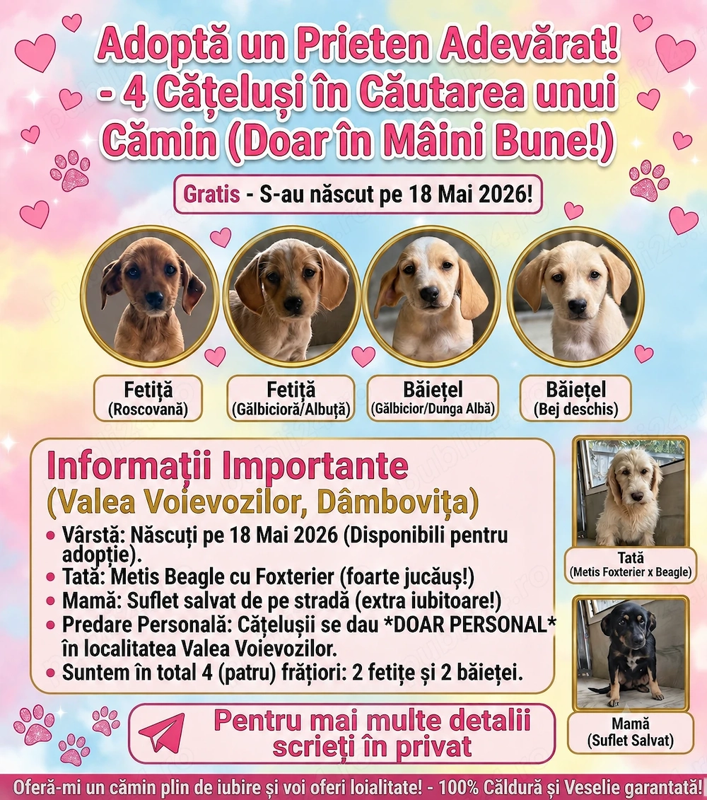 Spre adopție: 4 puiuți energici și iubitori (2 fetițe și 2 băieței)