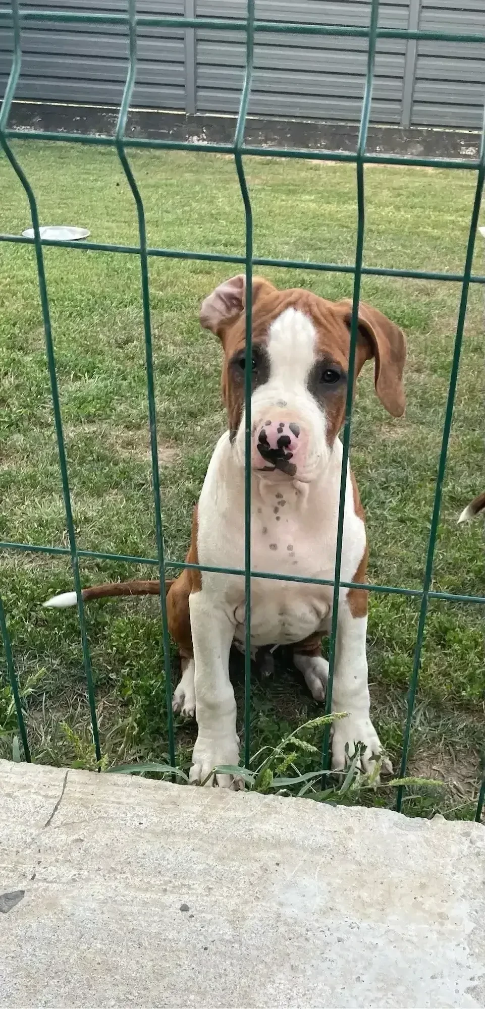 American Staffordshire Terrier ( Amstaff) 