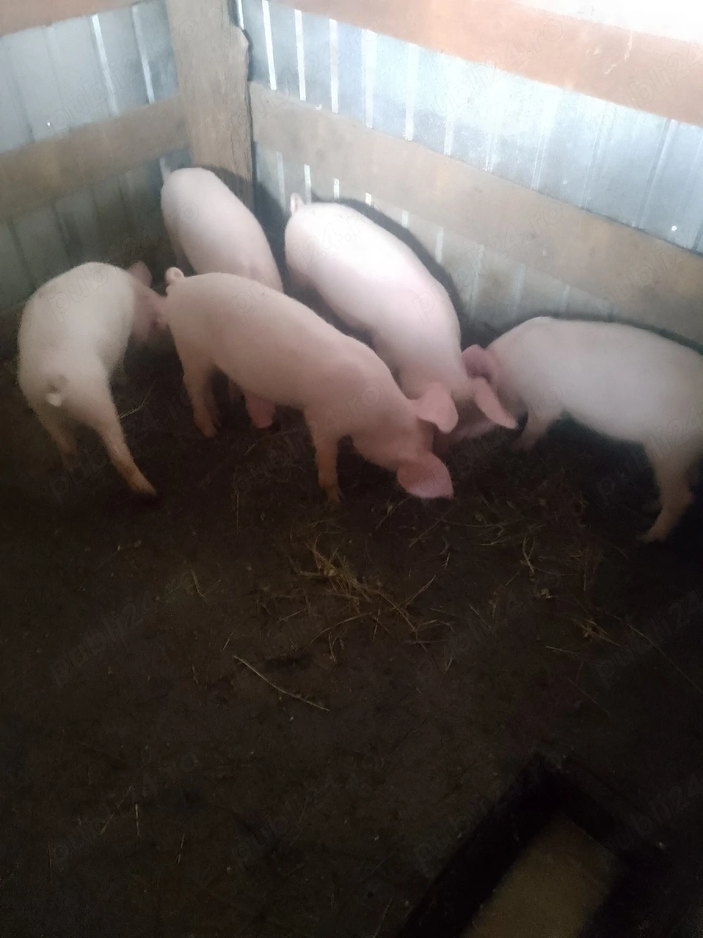 Purceii rasă Marele Alb 